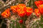 USA, New Mexico, Bosque del Apache National Wildlife Refuge. Claret cup cactus blossoms close-up. Art Print